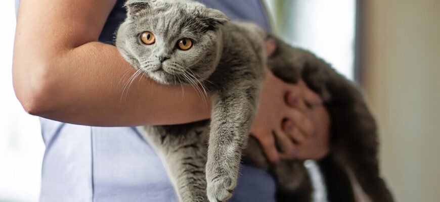 Коліт у котів: причини, симптоми та лікування