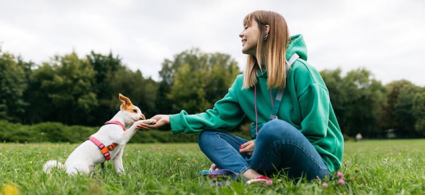 Як навчити собаку команді “дай лапу”
