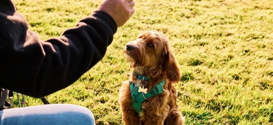 Як навчити собаку команді «перевертання»