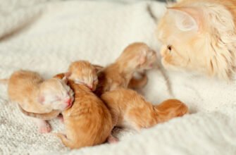 Коли кошенята відкривають очі?