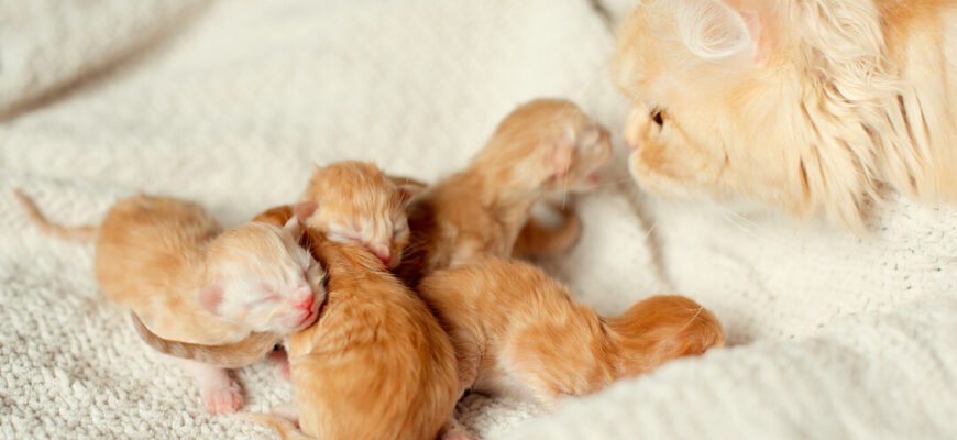 Коли кошенята відкривають очі?