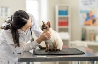 Викидень у кішки