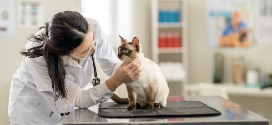 Викидень у кішки