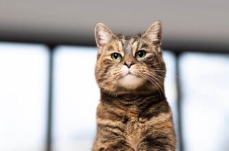 Інсульт у котів