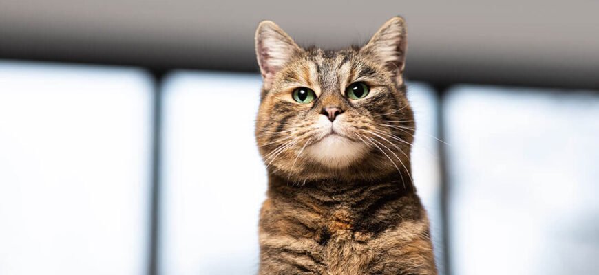 Інсульт у котів