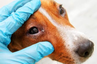 Кон’юнктивіт у собак