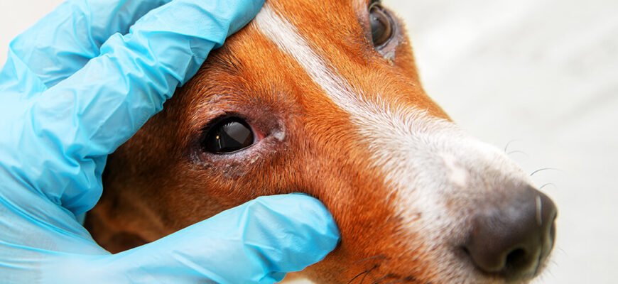 Кон’юнктивіт у собак