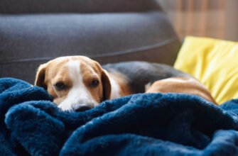 Викидень у собак