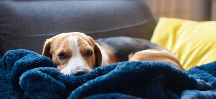 Викидень у собак