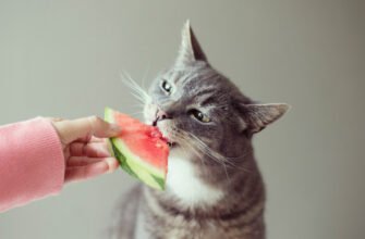 Які фрукти можна їсти котам