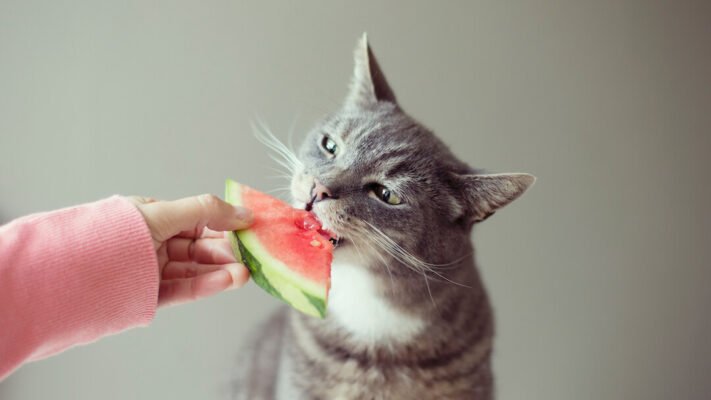 Які фрукти можна їсти котам