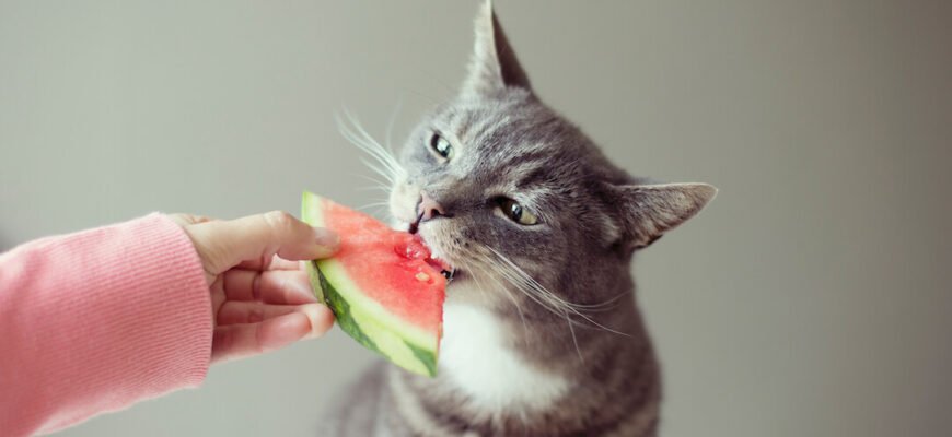 Які фрукти можна їсти котам