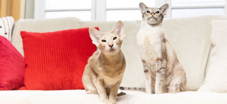 Ім'я для кота: як назвати кота, ідеї кличок для хлопчиків і дівчаток