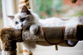 Історія кішок