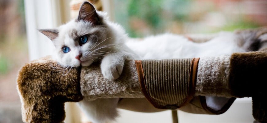 Історія кішок