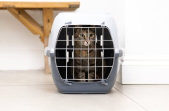 Як часто потрібно водити кота до ветеринара?