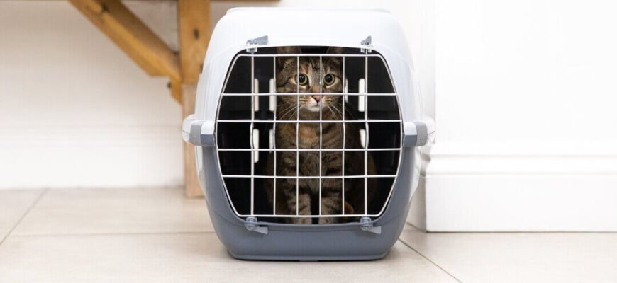 Як часто потрібно водити кота до ветеринара?