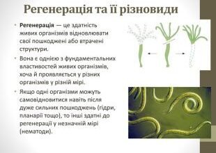 Все, що потрібно знати про регенерацію: відновлення та його значення