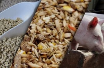 Як самостійно приготувати комбікорм для свиней у домашніх умовах