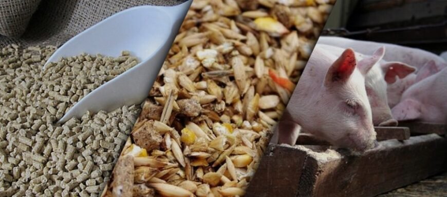 Як самостійно приготувати комбікорм для свиней у домашніх умовах