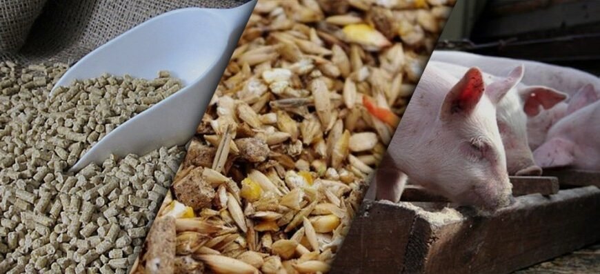 Як самостійно приготувати комбікорм для свиней у домашніх умовах