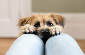 Маленькі породи собак