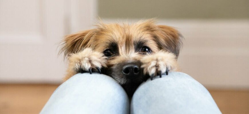 Маленькі породи собак