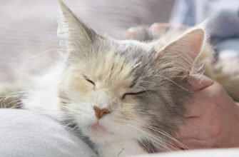 Поради по догляду за здоров'ям кішки в період вагітності