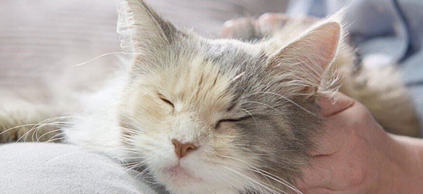 Поради по догляду за здоров'ям кішки в період вагітності