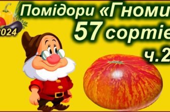 Томати Гноми: що це таке і чому вони популярні серед садівників?