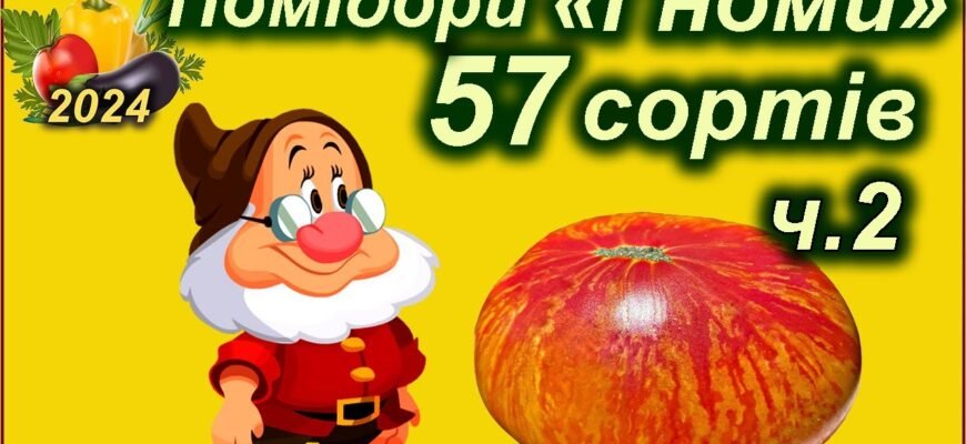 Томати Гноми: що це таке і чому вони популярні серед садівників?