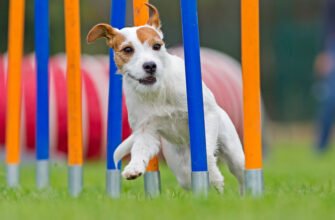5 веселих видів спорту для здоров'я і щастя цуценят