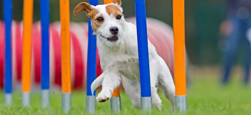 5 веселих видів спорту для здоров'я і щастя цуценят