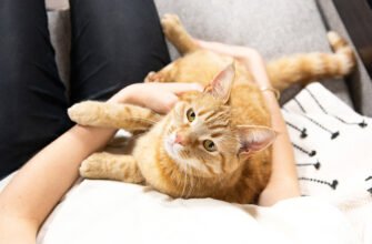 На що слід звернути особливу увагу в період вагітності кішки?