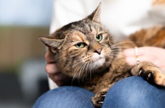 Токсоплазмоз у котів