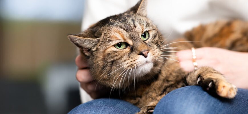 Токсоплазмоз у котів