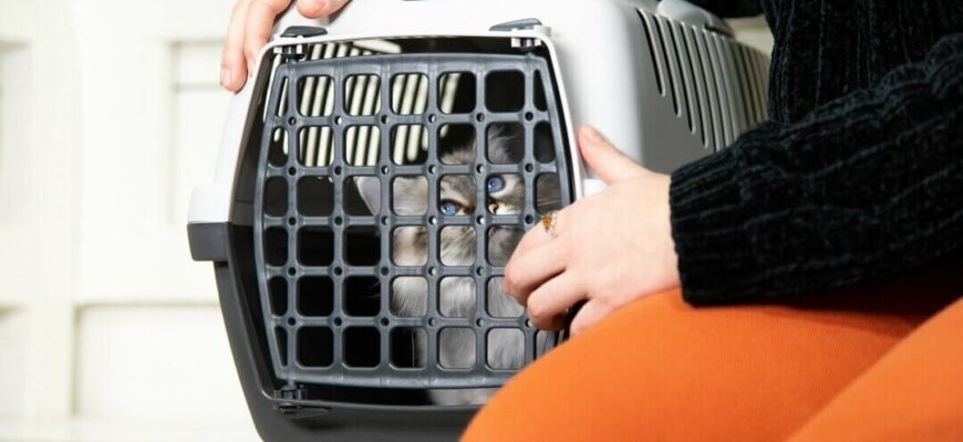 Подорож з котом: як підготуватися, перевезти тварину в поїзді та уникнути стресу