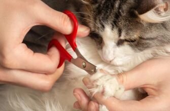 Як обрізати кігті коту