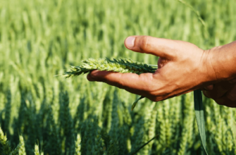 Агробізнес: що це таке і як розпочати власну справу в агросекторі