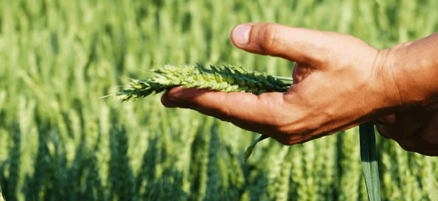 Агробізнес: що це таке і як розпочати власну справу в агросекторі
