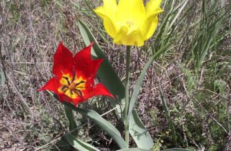 Тюльпан Шренка: дивовижна краса степових квітів України