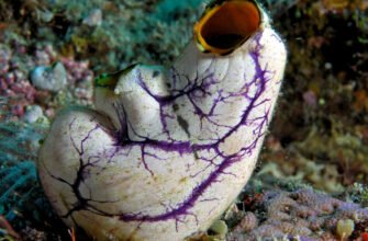 Все про асцидії: морські мешканці та їх унікальні властивості