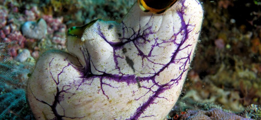 Все про асцидії: морські мешканці та їх унікальні властивості