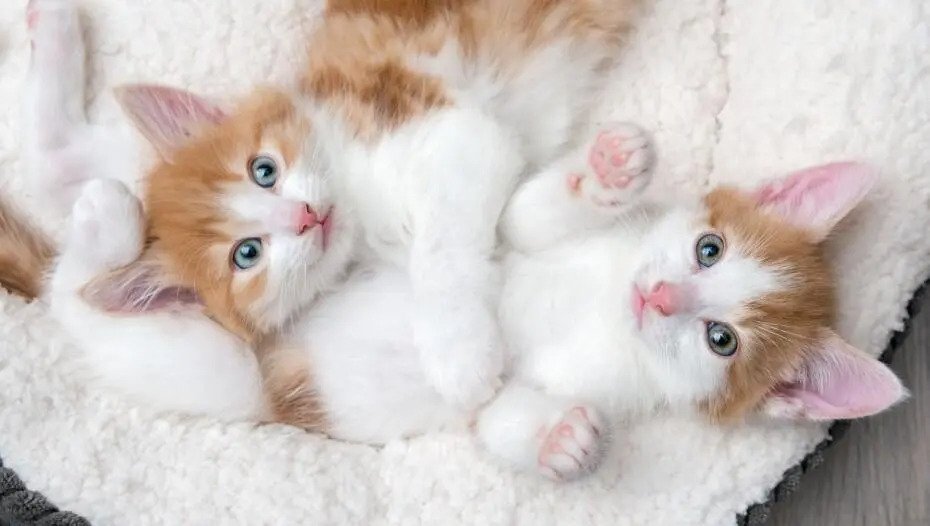 Два кошеня лежать поруч