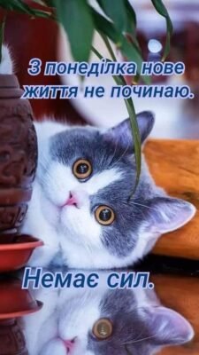 У Попелюшки був тільки один вечір, що б піти на бал.