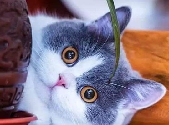 У Попелюшки був тільки один вечір, що б піти на бал.