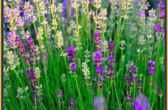 У свято Трійці щиро вітаю і побажати хочу світла і радості