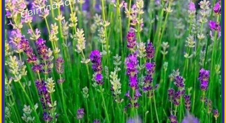 У свято Трійці щиро вітаю і побажати хочу світла і радості