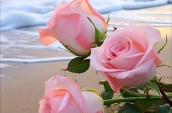 У цей святковий день хочеться побажати усім любові