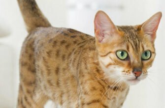 Котячі мітки: чому улюбленець залишає "послання" і як це зупинити